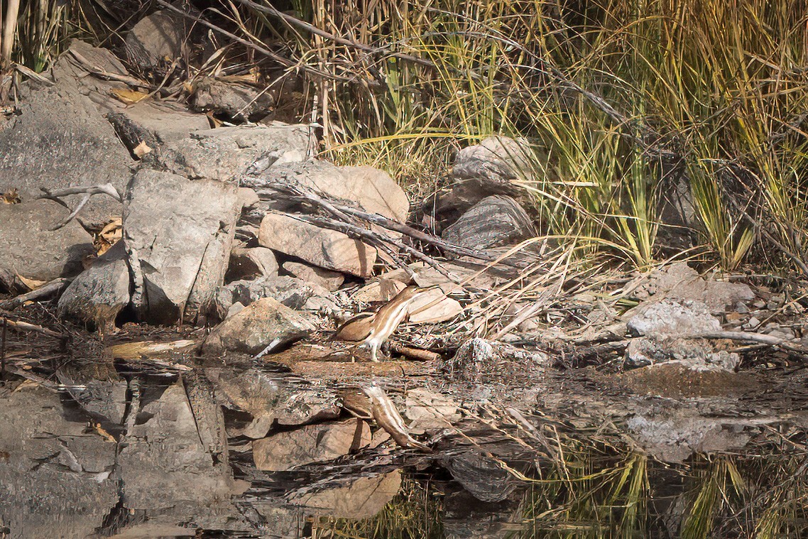 コヨシゴイ - ML645505432