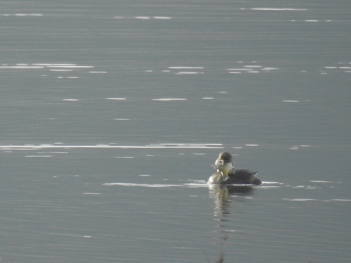Pied-billed Grebe - ML645505436