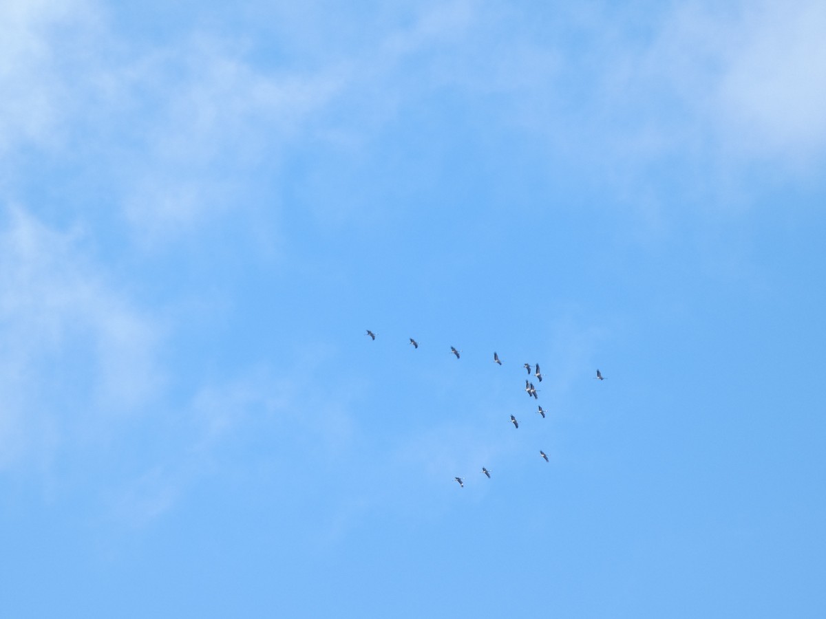 Common Crane - ML645505441