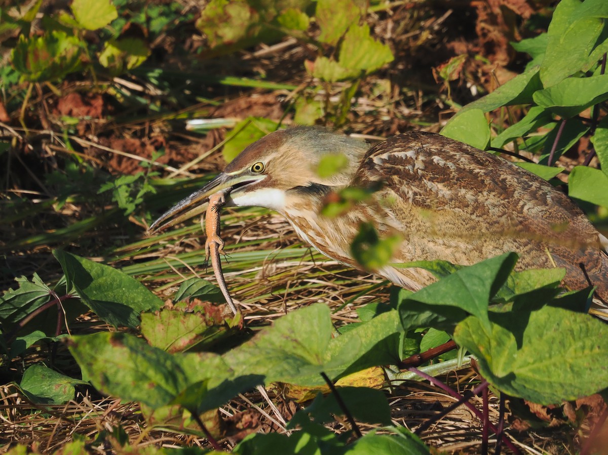 American Bittern - ML645505443
