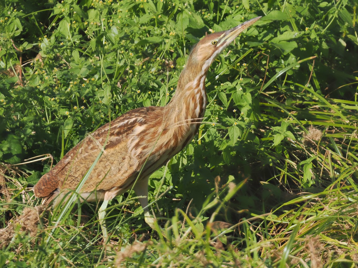 American Bittern - ML645505444