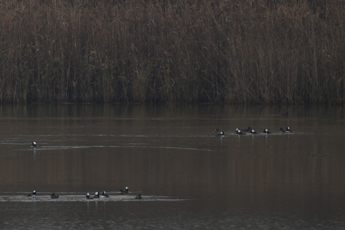 Hooded Merganser - ML645505449