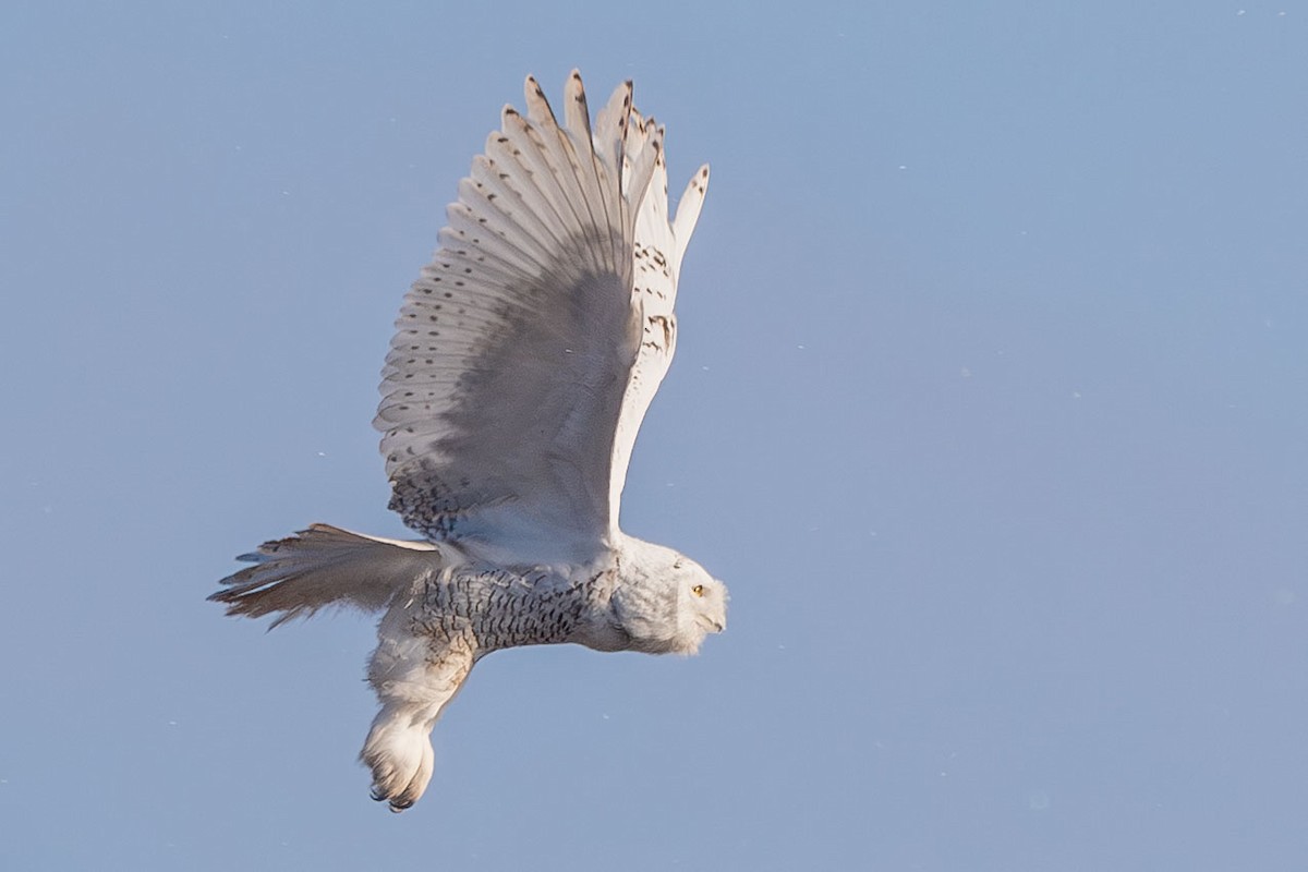 Snowy Owl - ML645505455