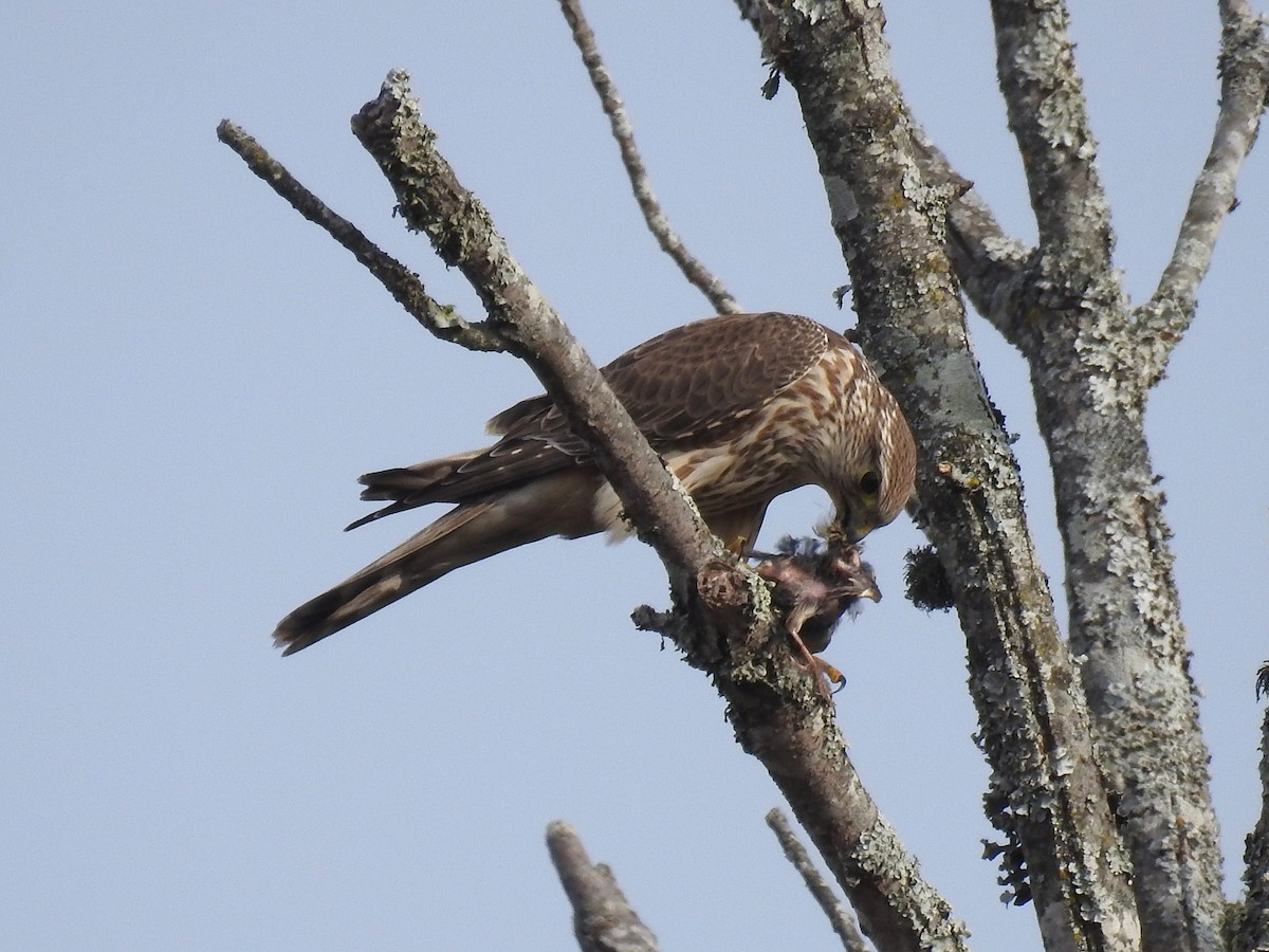 Хайргууна шонхор - ML645505457