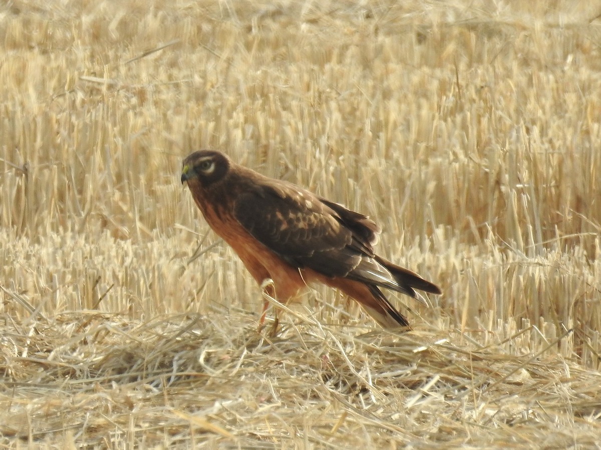 Northern Harrier - ML645505480