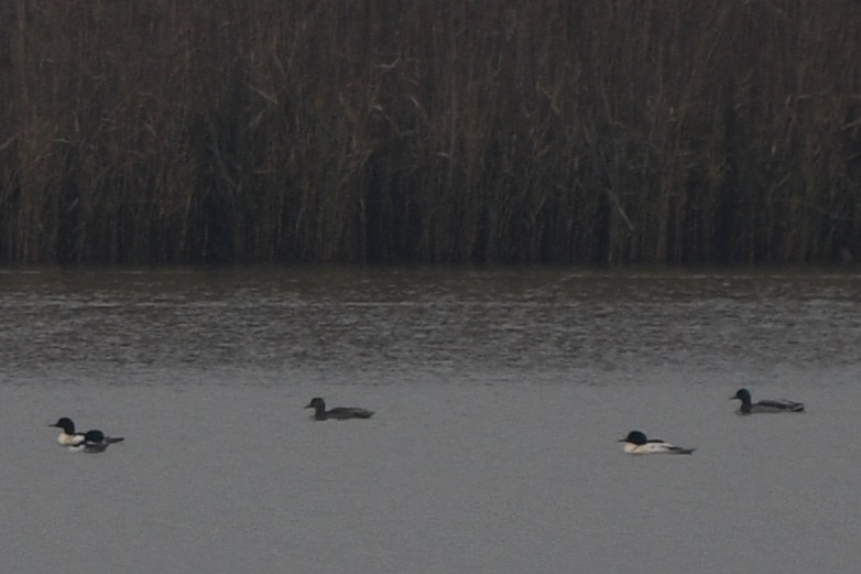 Хумхин бохио - ML645505481