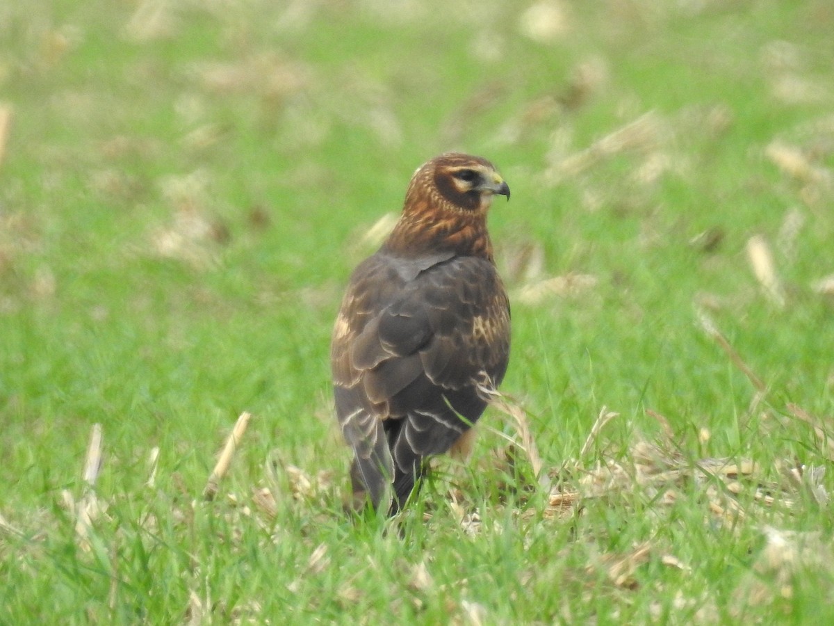 Northern Harrier - ML645505484