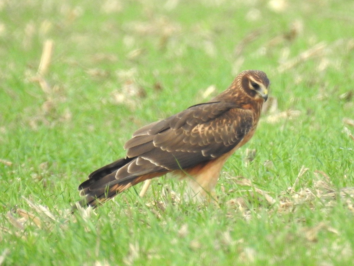 Northern Harrier - ML645505486