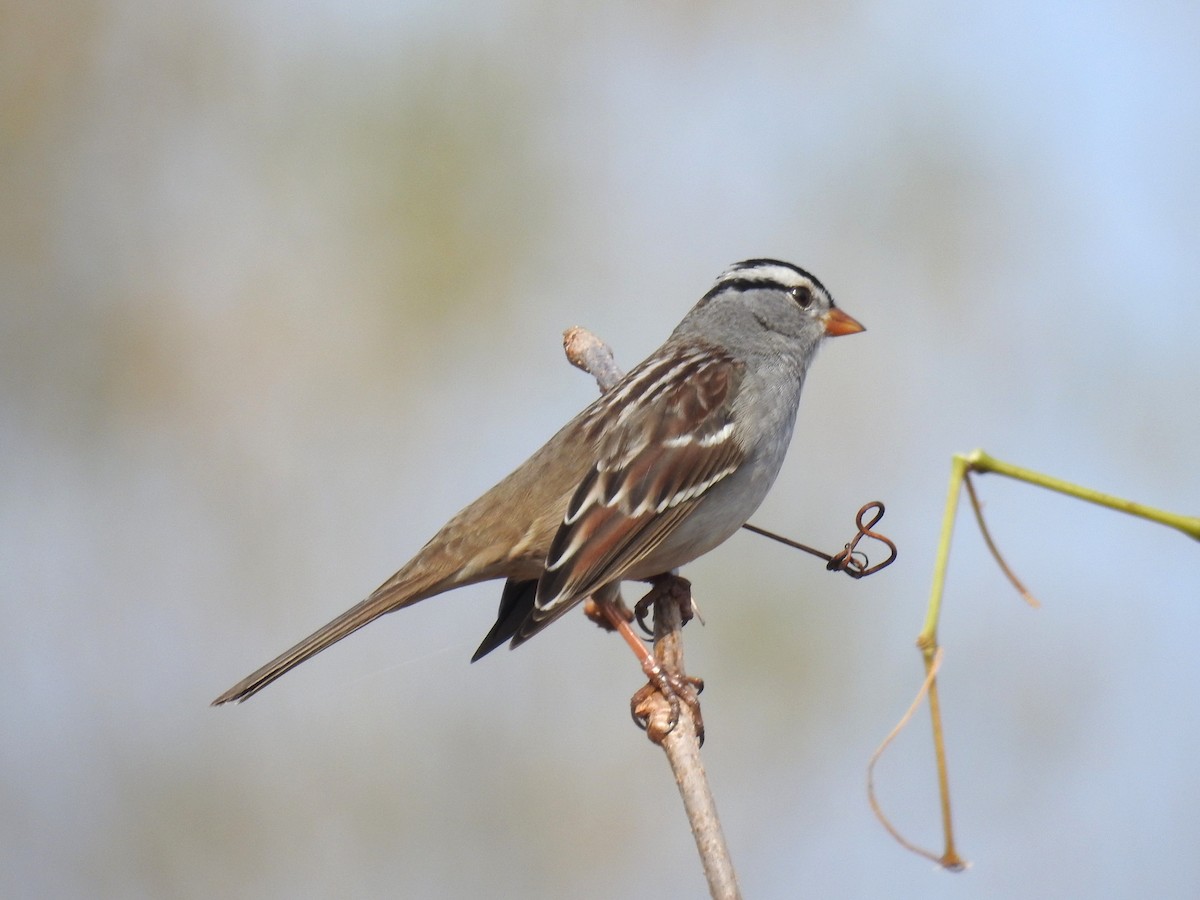 White-crowned Sparrow - ML645505500