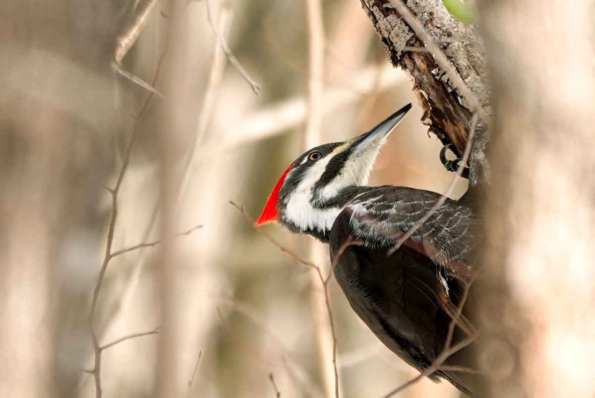 Pileated Woodpecker - ML645505503