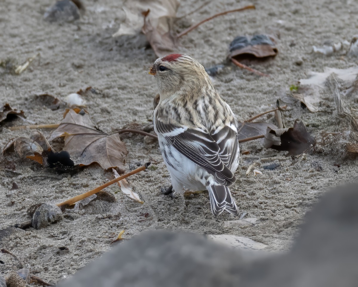 Redpoll - ML645505504