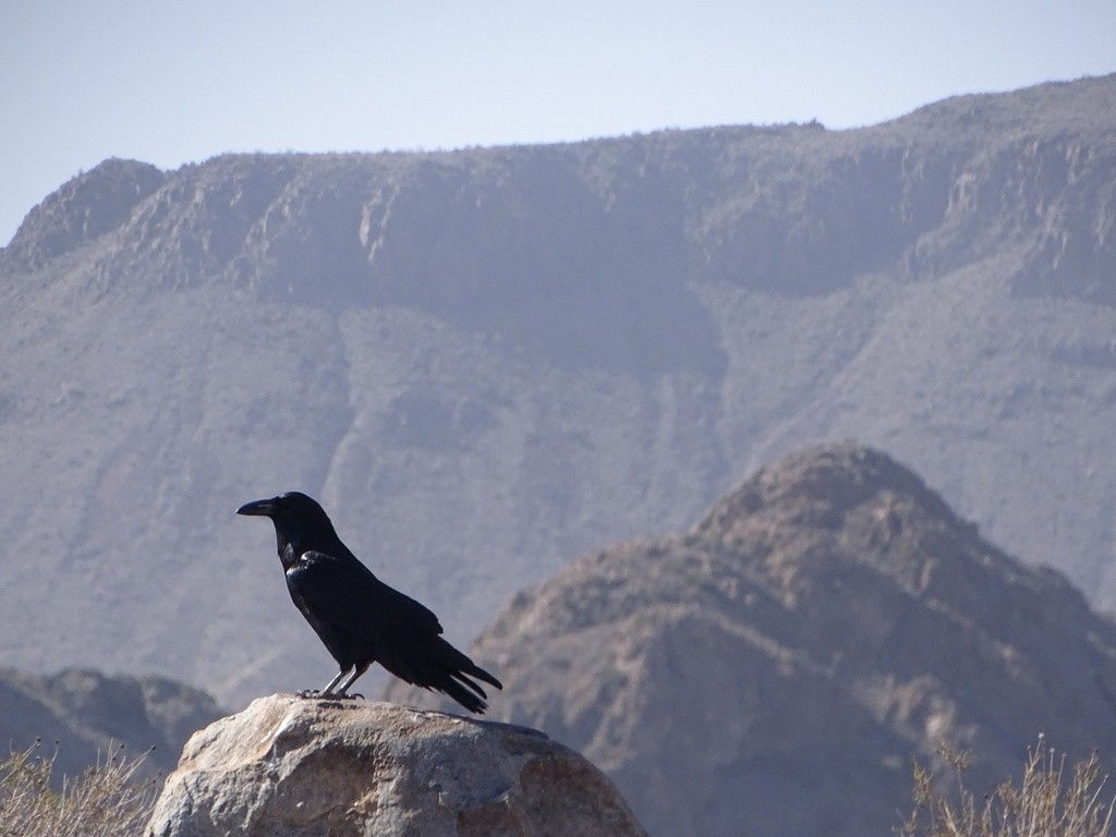 krkavec velký - ML645505505