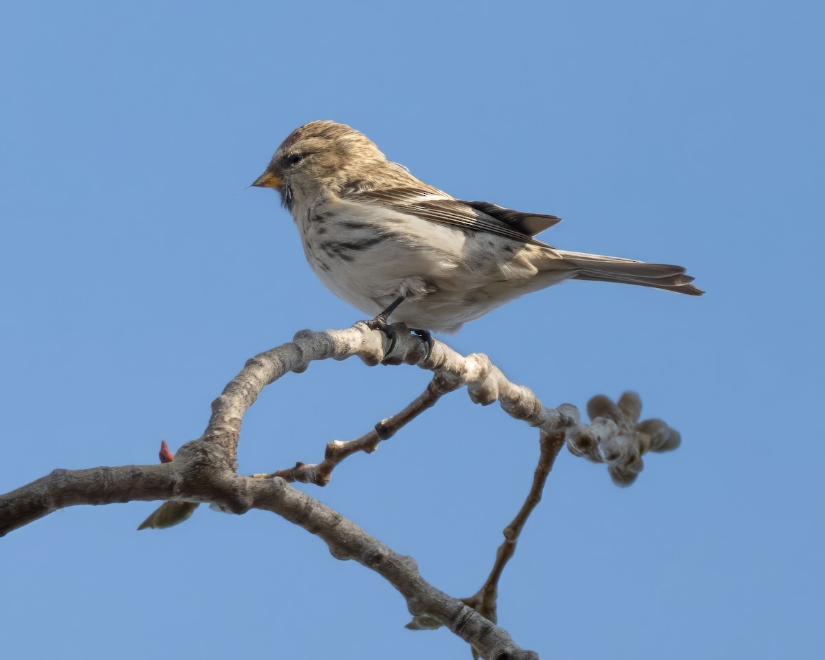 Redpoll - ML645505506