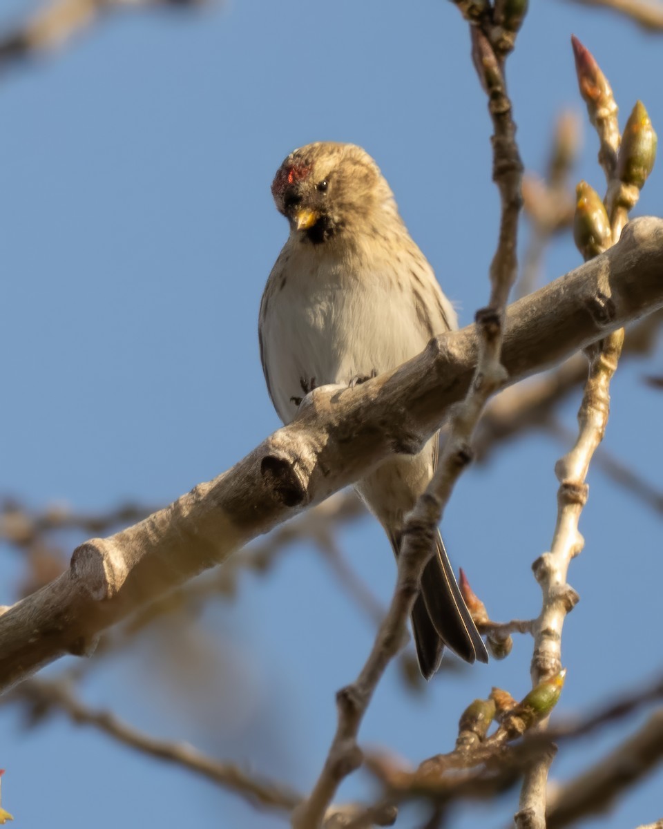 Redpoll - ML645505507