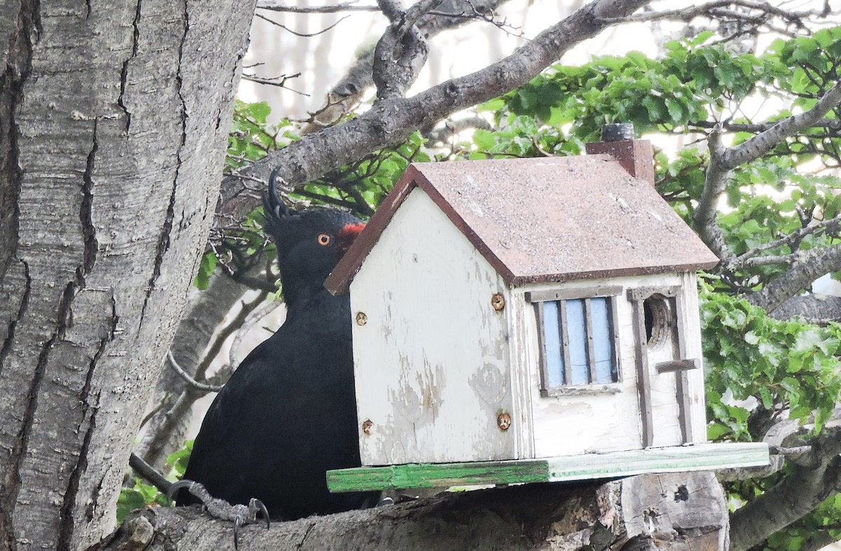 Magellanic Woodpecker - ML645505535