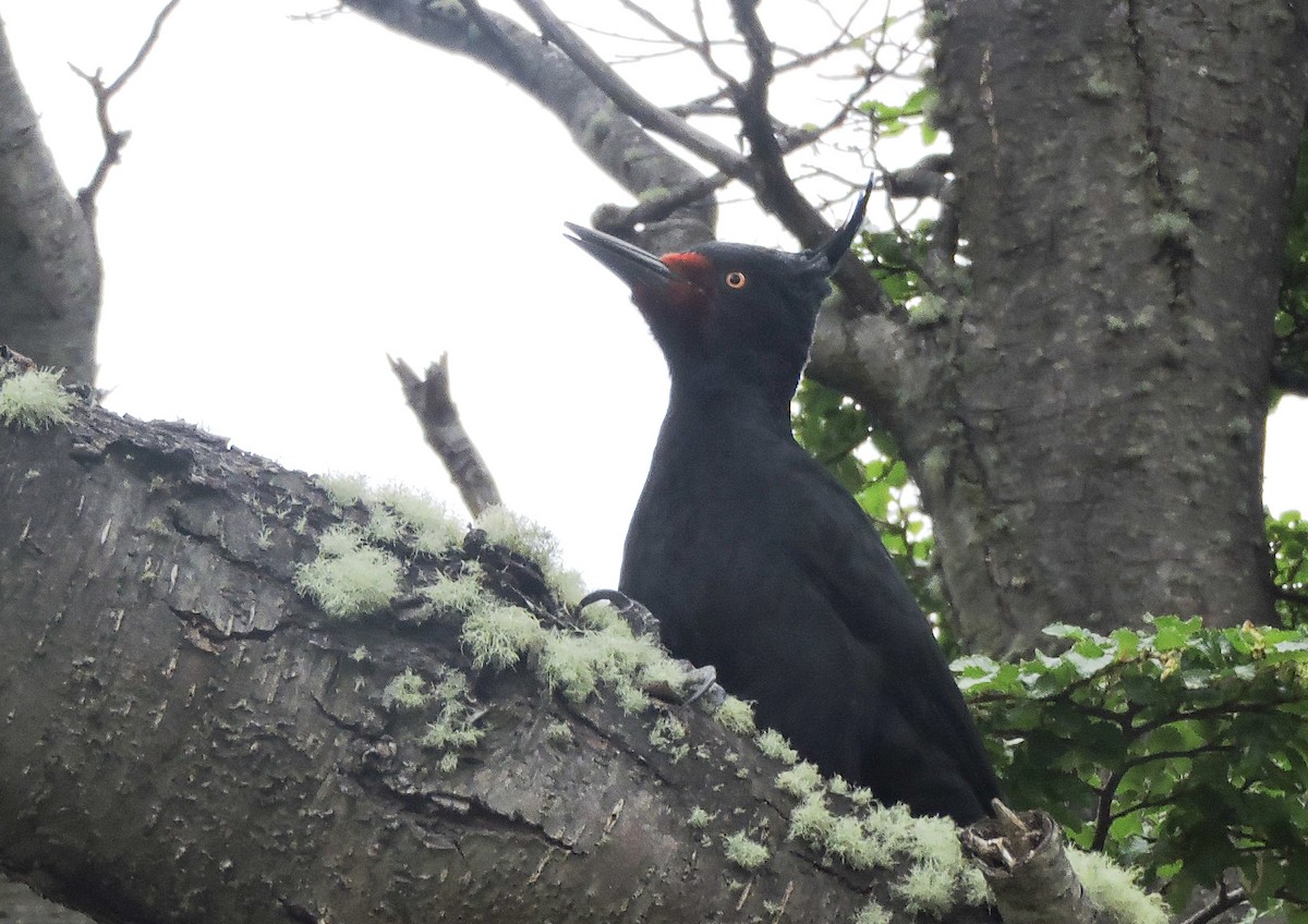 Magellanic Woodpecker - ML645505536