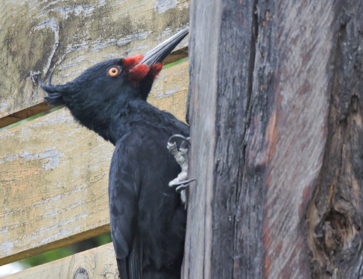 Magellanic Woodpecker - ML645505537