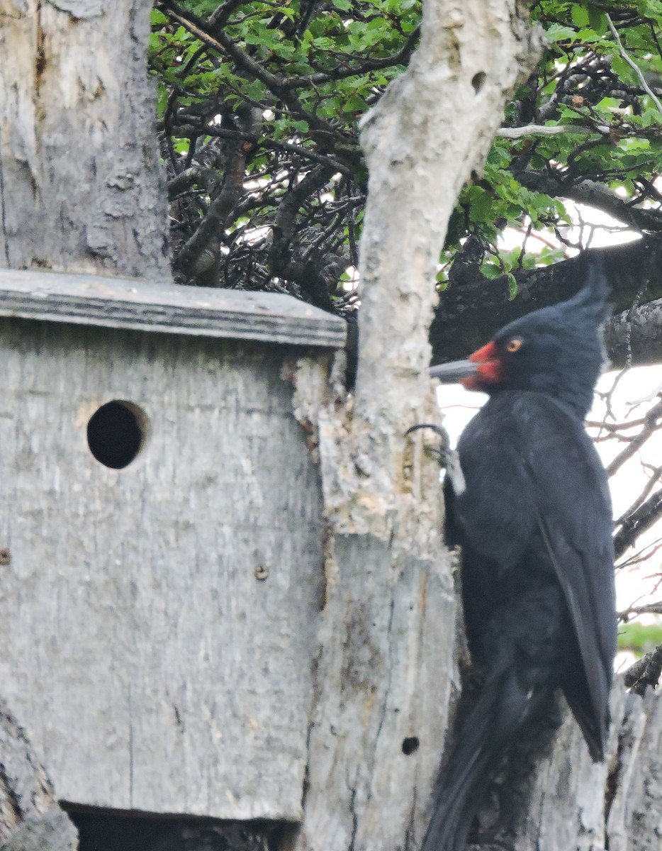 Magellanic Woodpecker - ML645505538