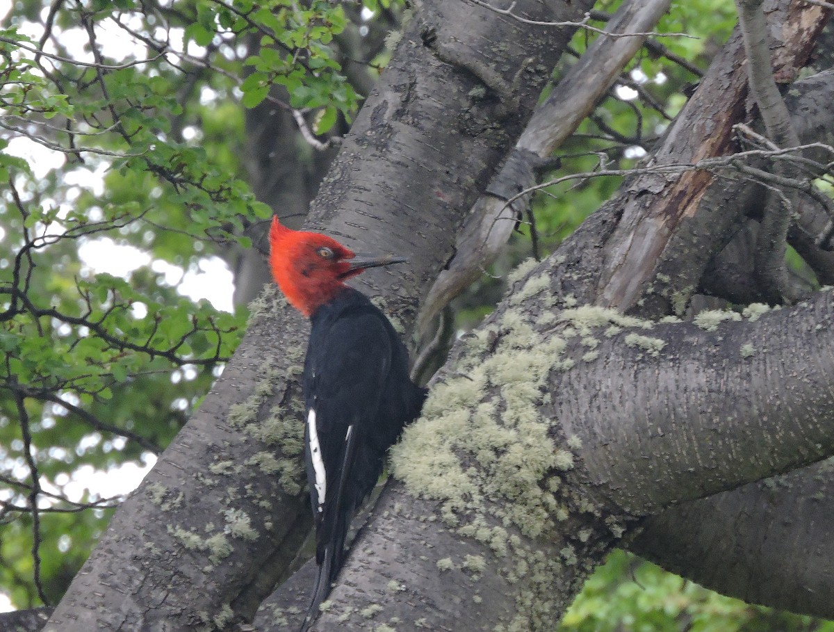 Magellanic Woodpecker - ML645505539