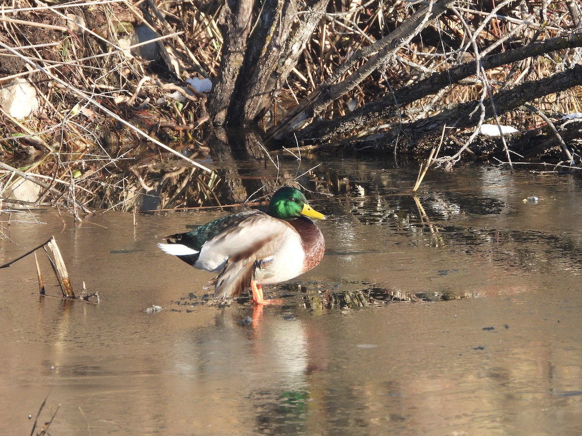 Mallard - ML645505552