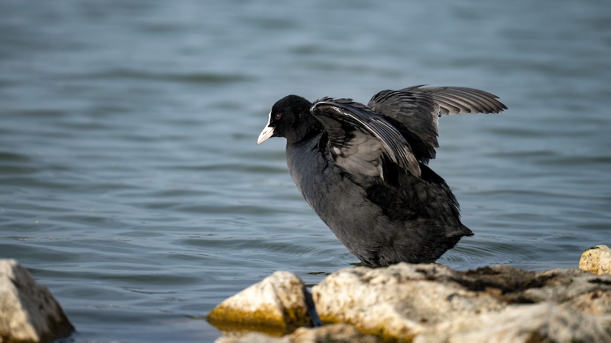 Eurasian Coot - ML645505553