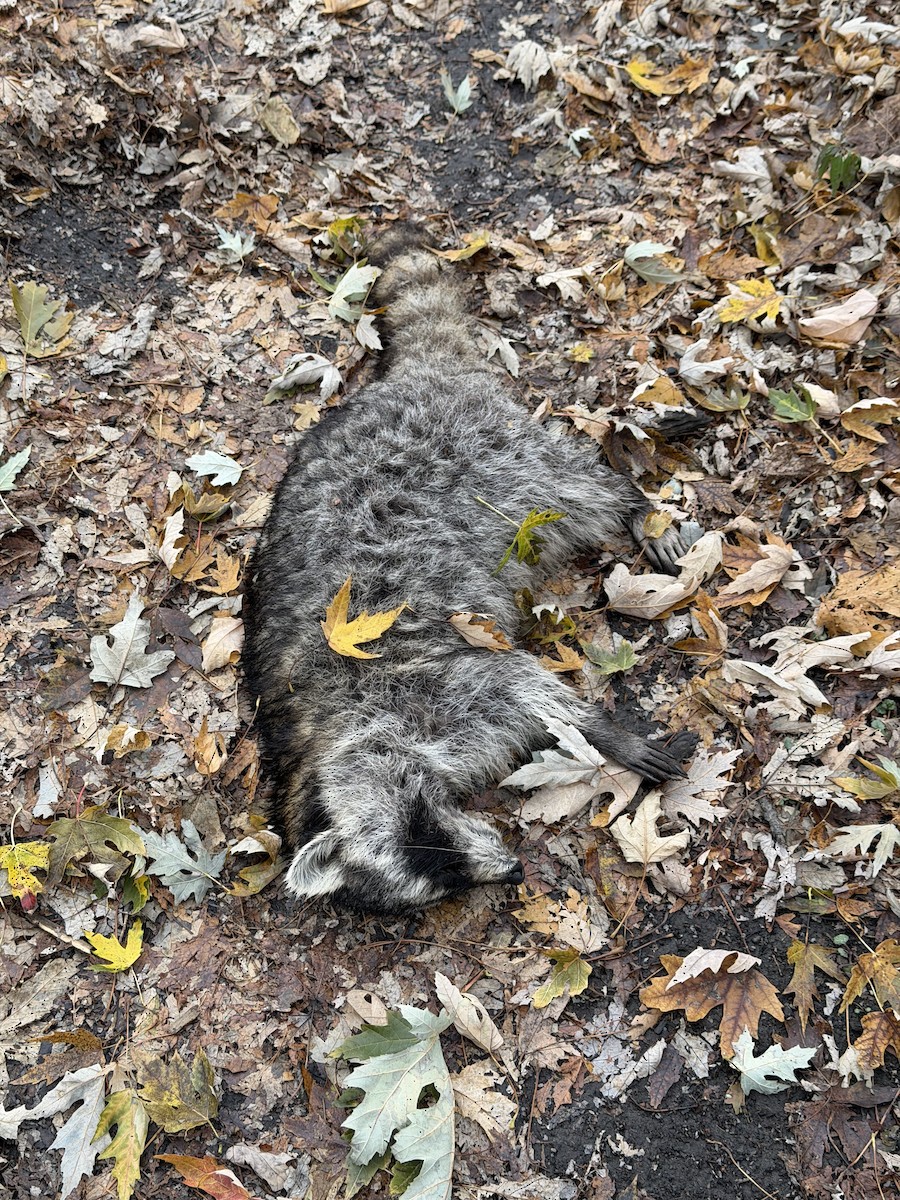 Animals - ML645505559