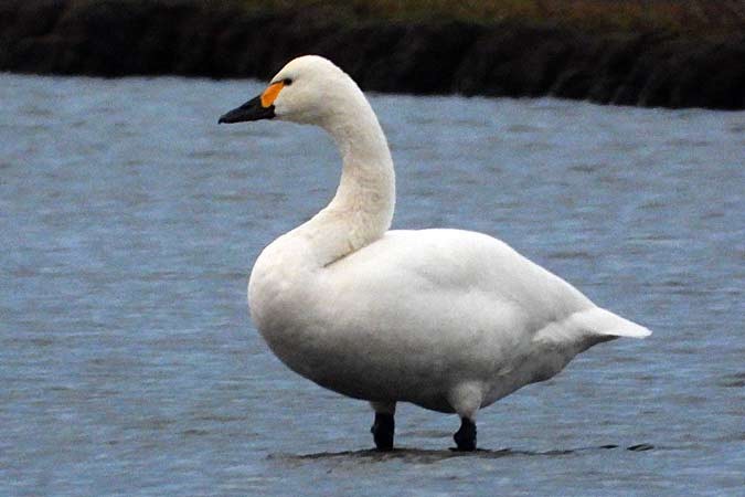 labuť malá - ML645505560