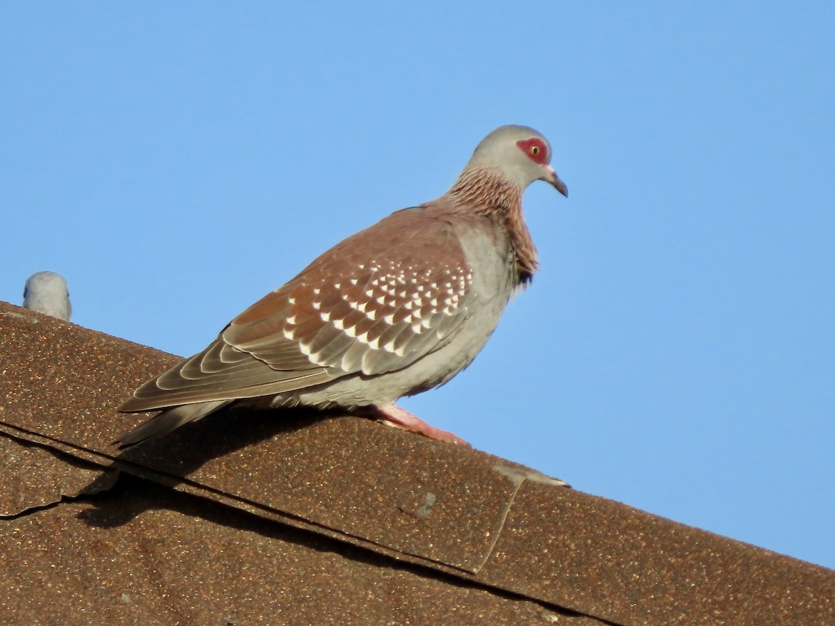 Speckled Pigeon - ML645505561