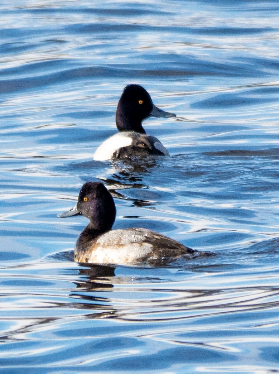 Lesser Scaup - ML645505564