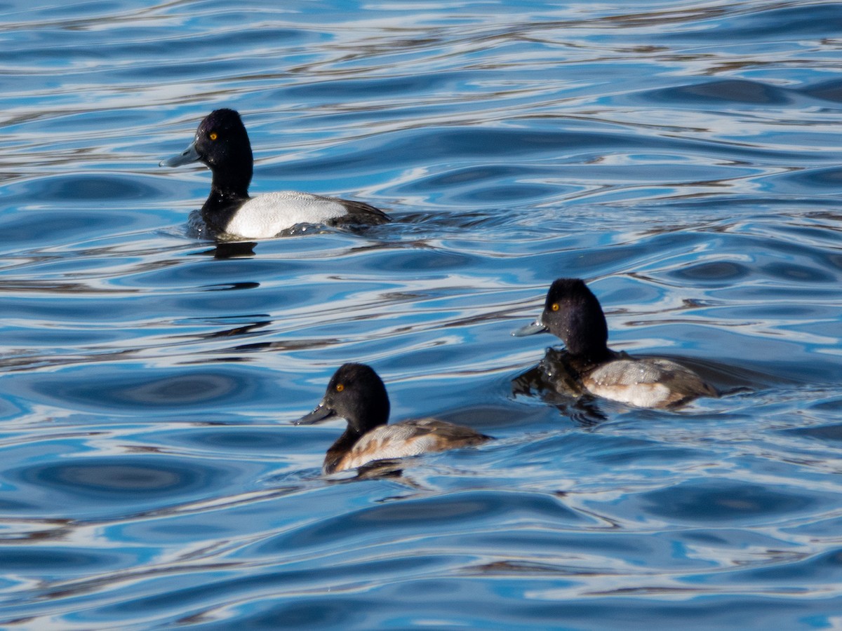 Lesser Scaup - ML645505565