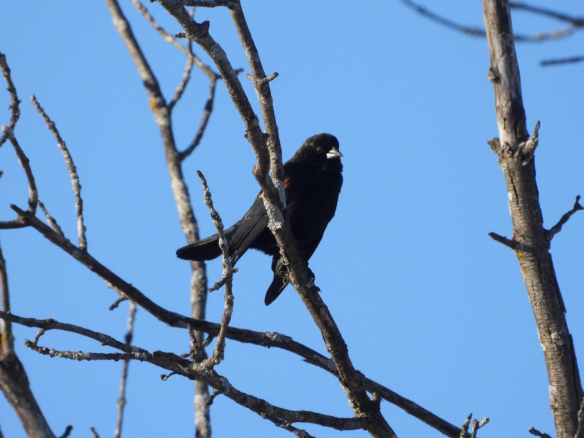 Red-winged Blackbird - ML645505587
