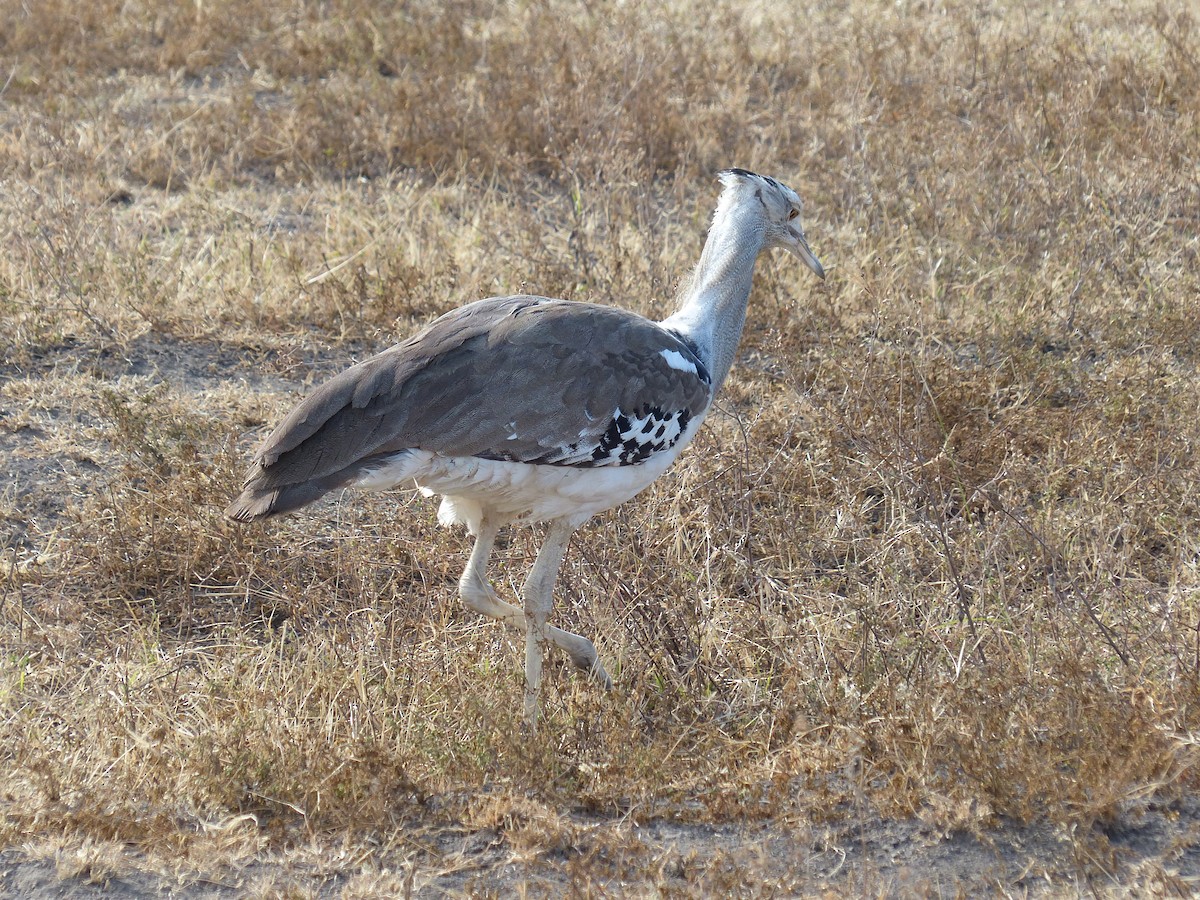 アフリカオオノガン - ML645505590
