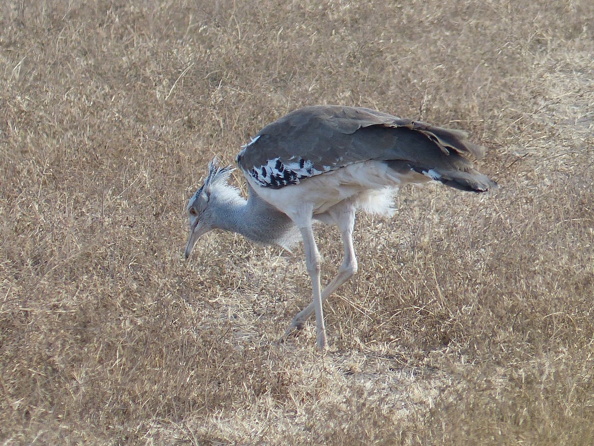 アフリカオオノガン - ML645505596