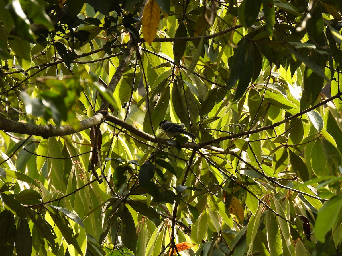 Asian Tit (Cinereous) - ML645505598