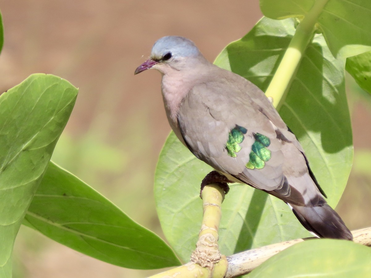 Yeşil Aynalı Kumru - ML645505604