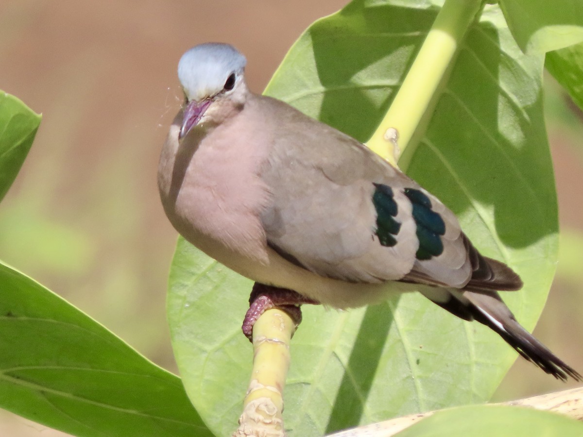 Yeşil Aynalı Kumru - ML645505605