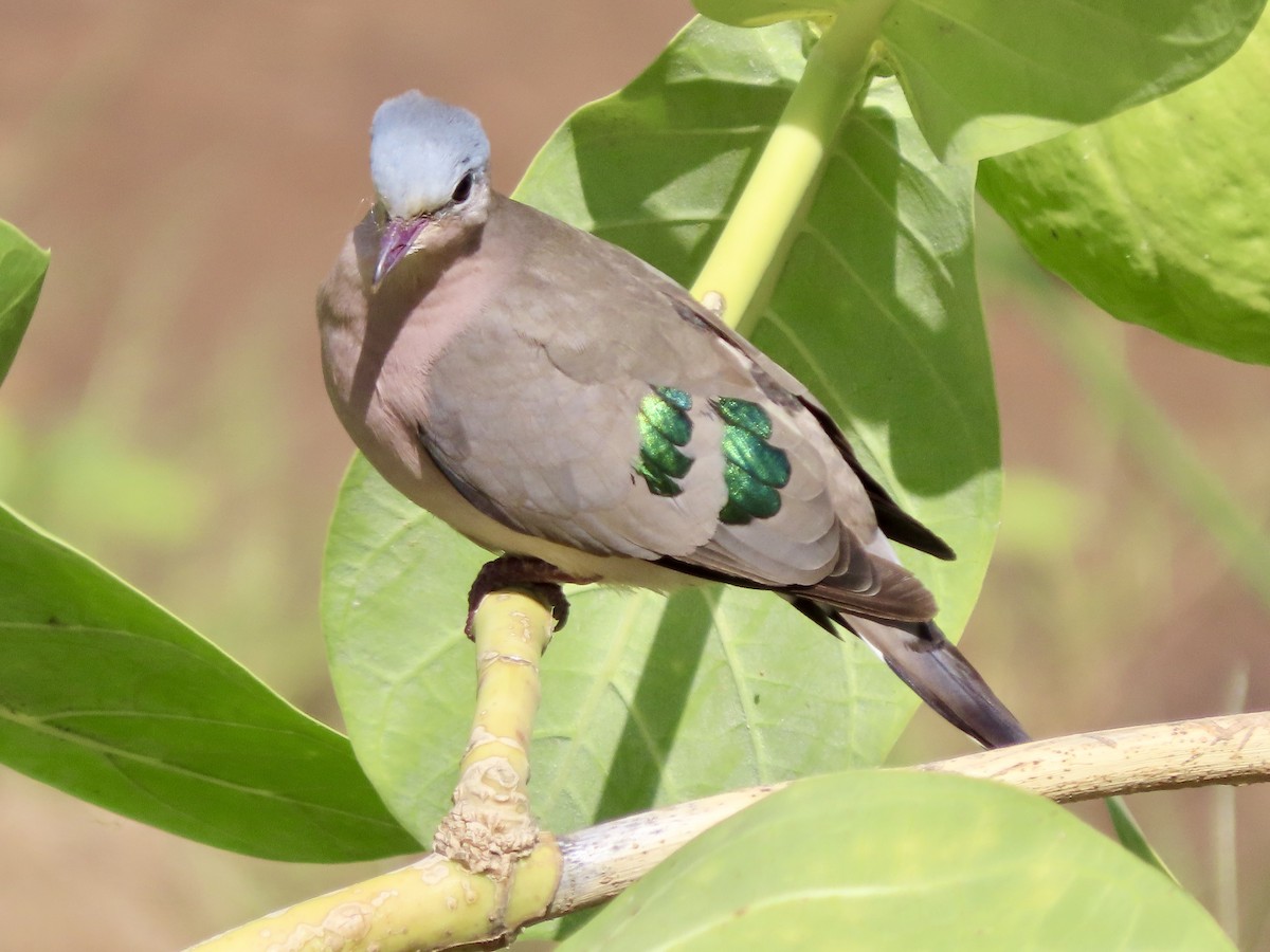 Yeşil Aynalı Kumru - ML645505606