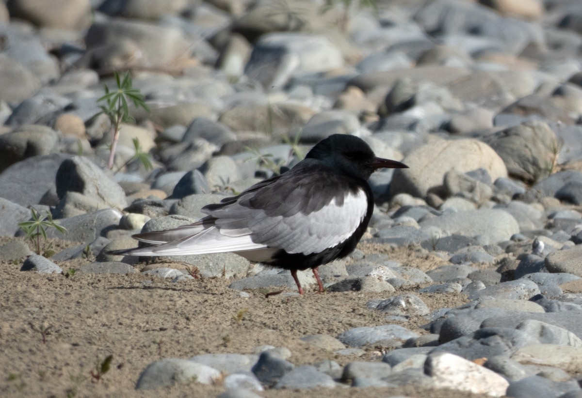 Itsas enara hegalzuria - ML645505607