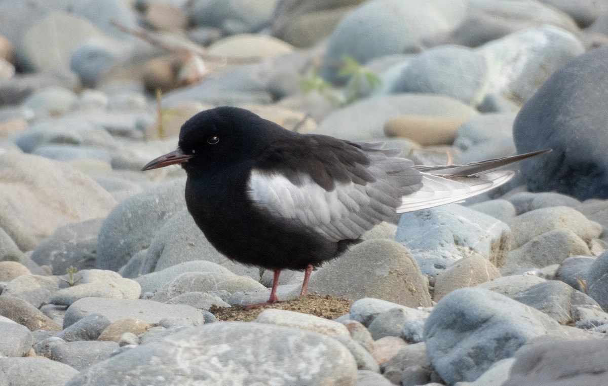 Itsas enara hegalzuria - ML645505608