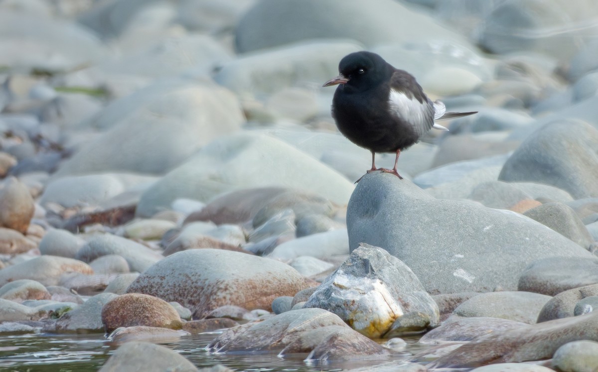 Itsas enara hegalzuria - ML645505609