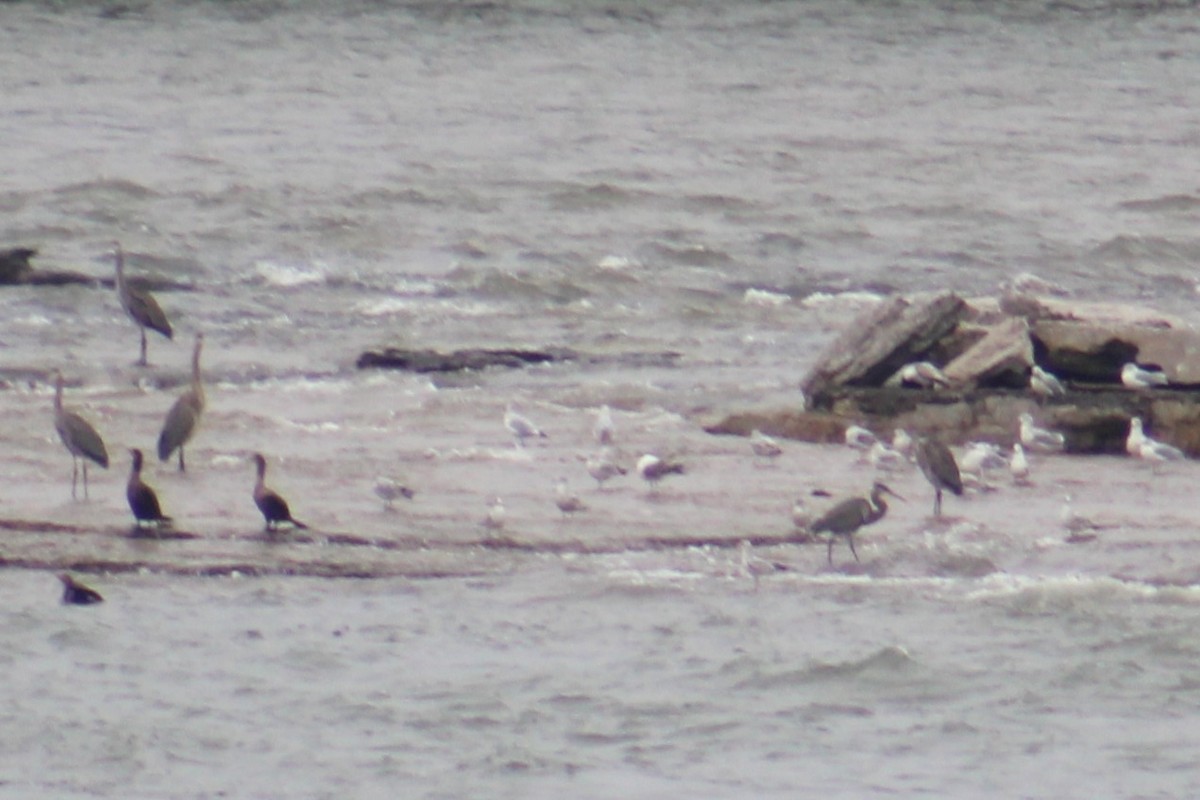 Zafferano - ML645505612