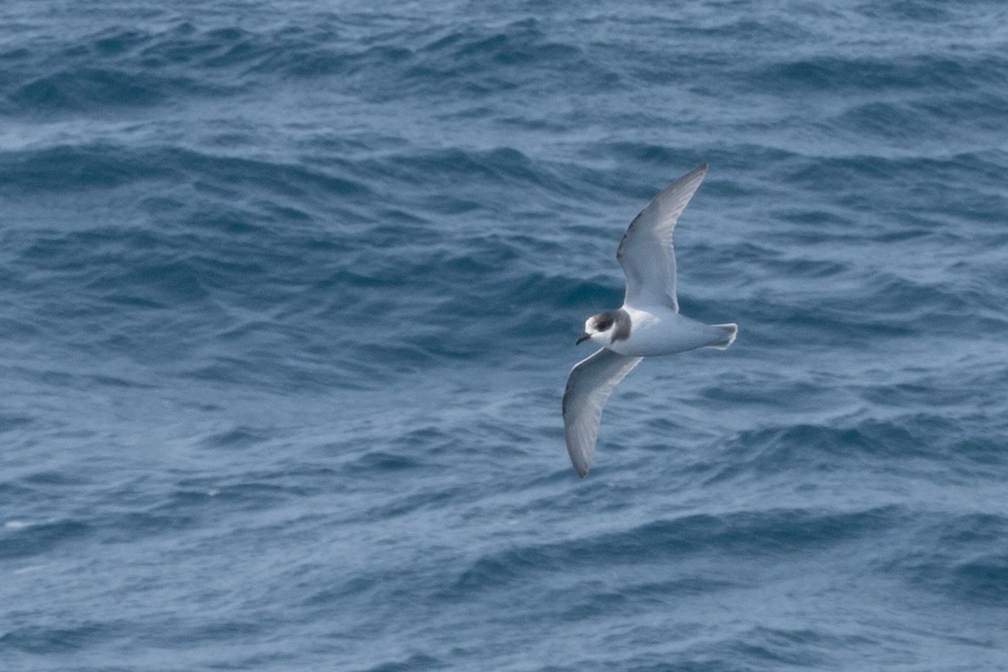 Голубой буревестник - ML645505613