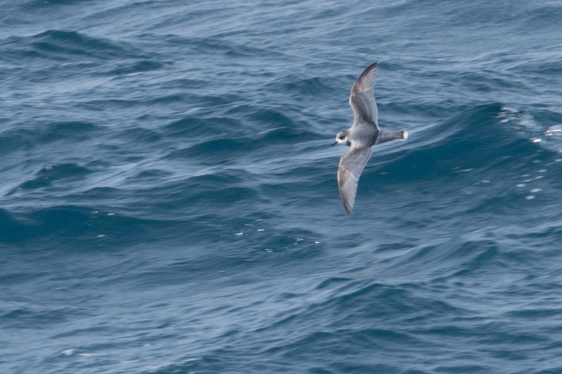 Голубой буревестник - ML645505614