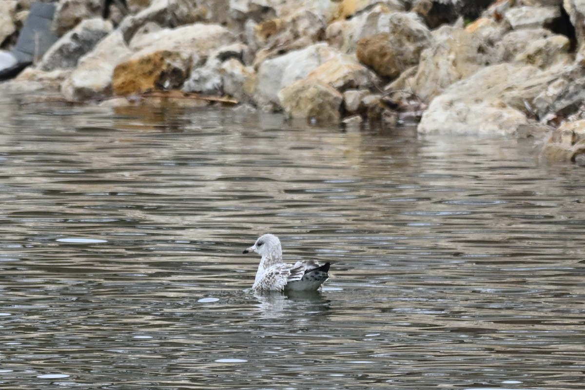 Ring-billed Gull - ML645505616