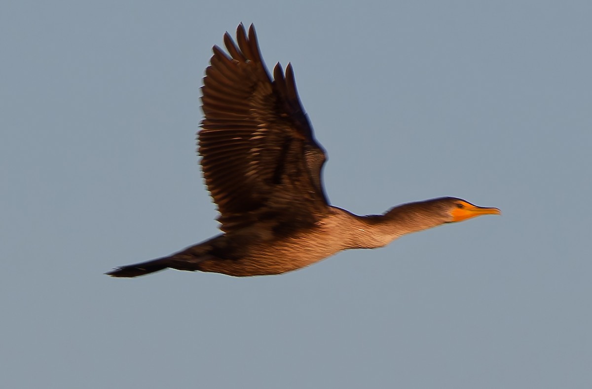 Double-crested Cormorant - ML645505617