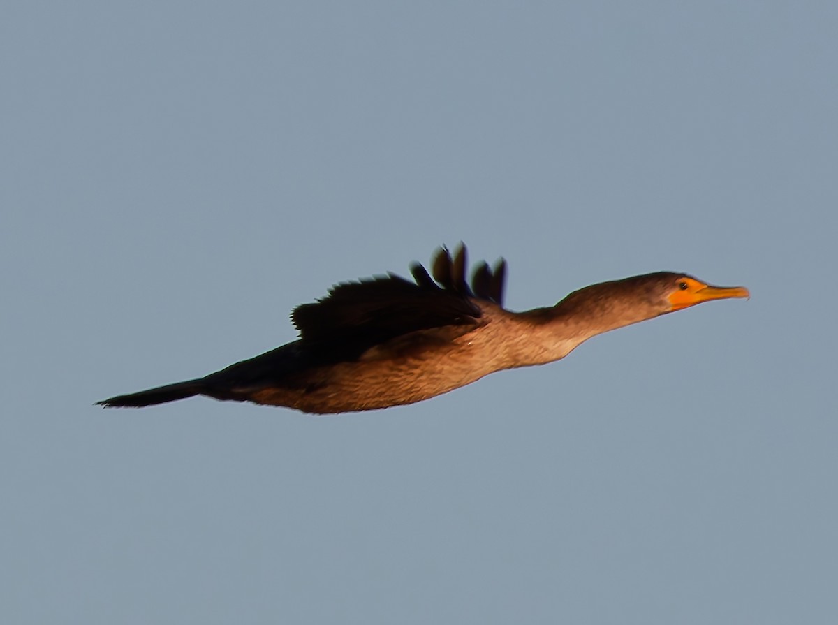 Double-crested Cormorant - ML645505618