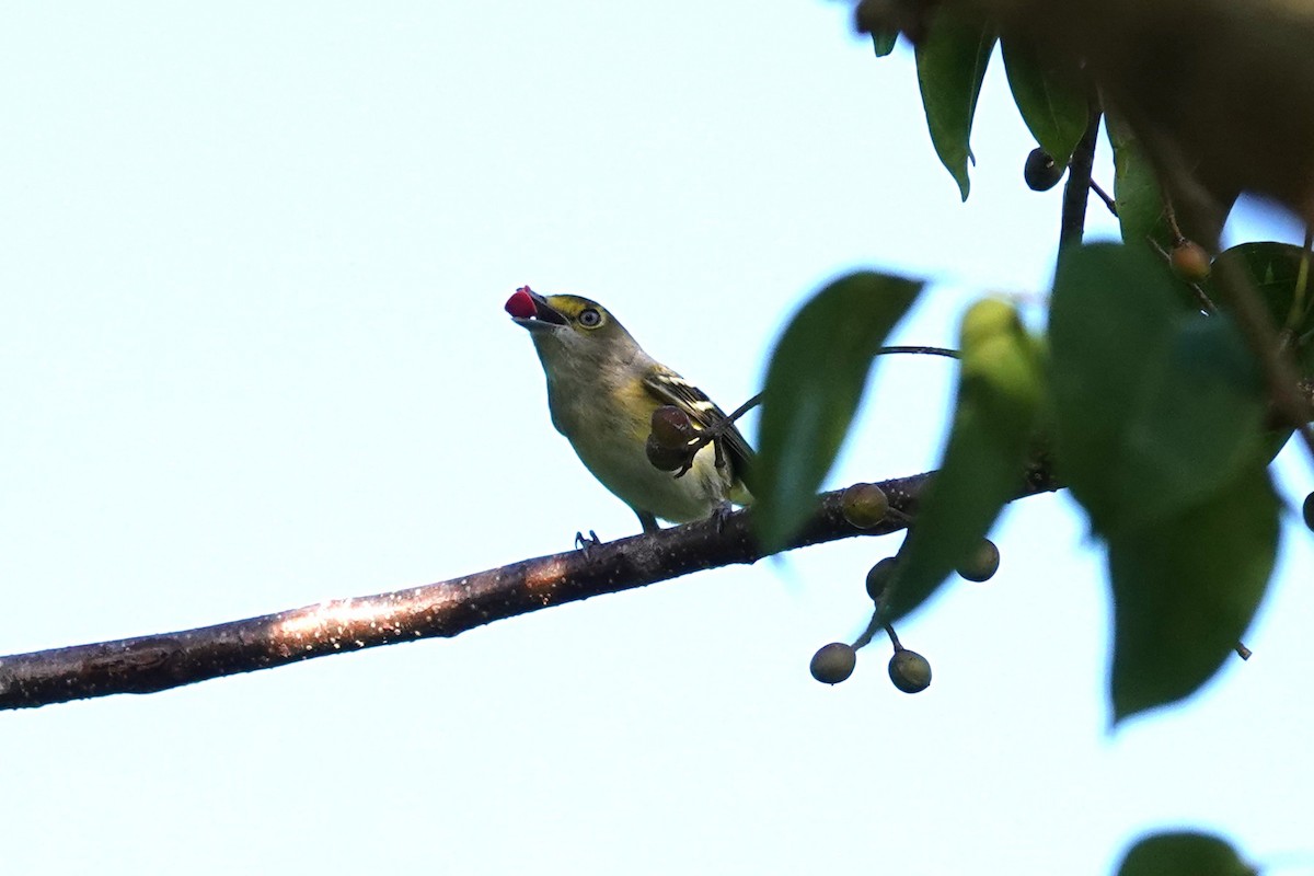 White-eyed Vireo - ML645505626