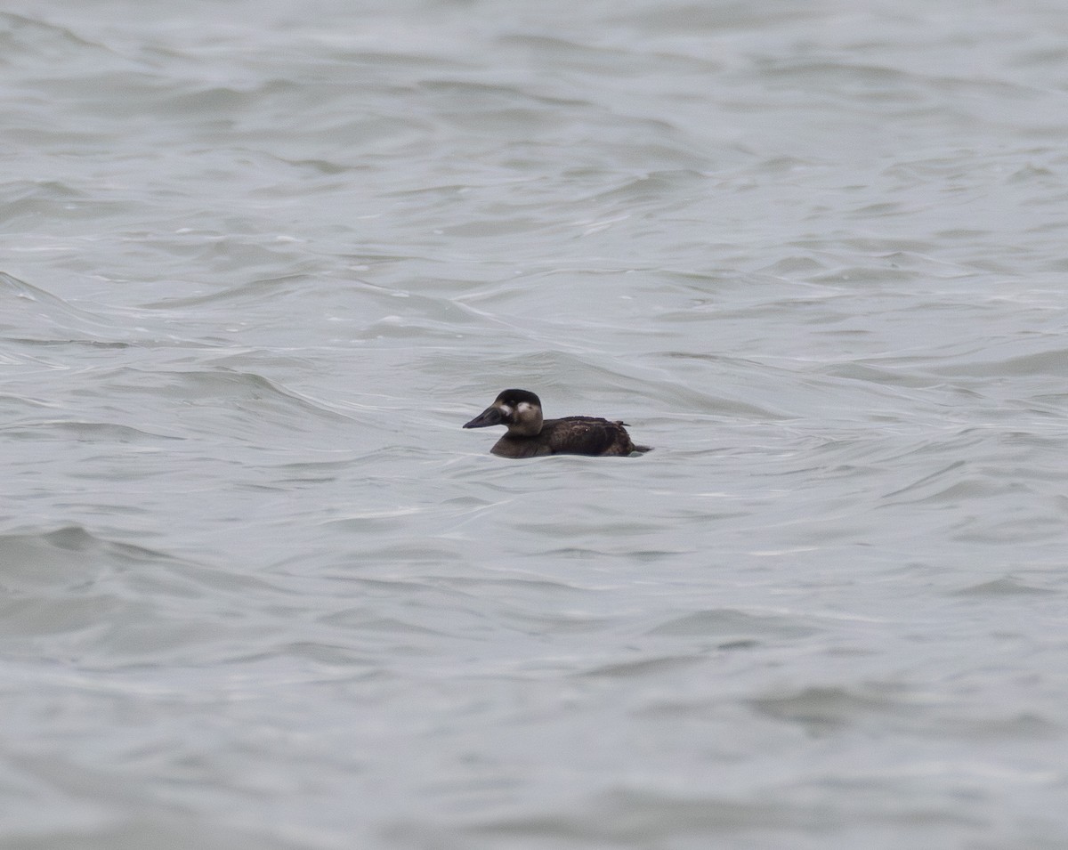 Surf Scoter - ML645505633