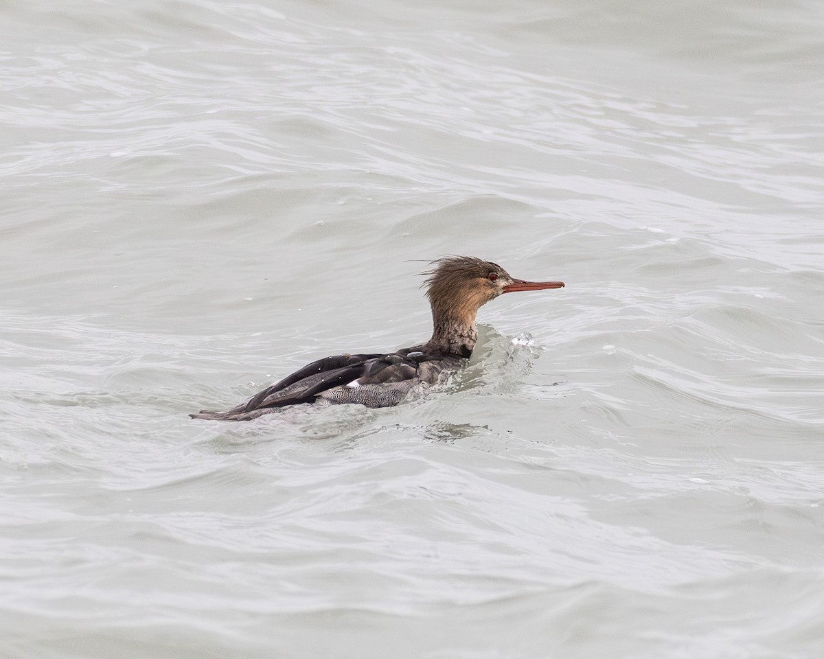 Red-breasted Merganser - ML645505643