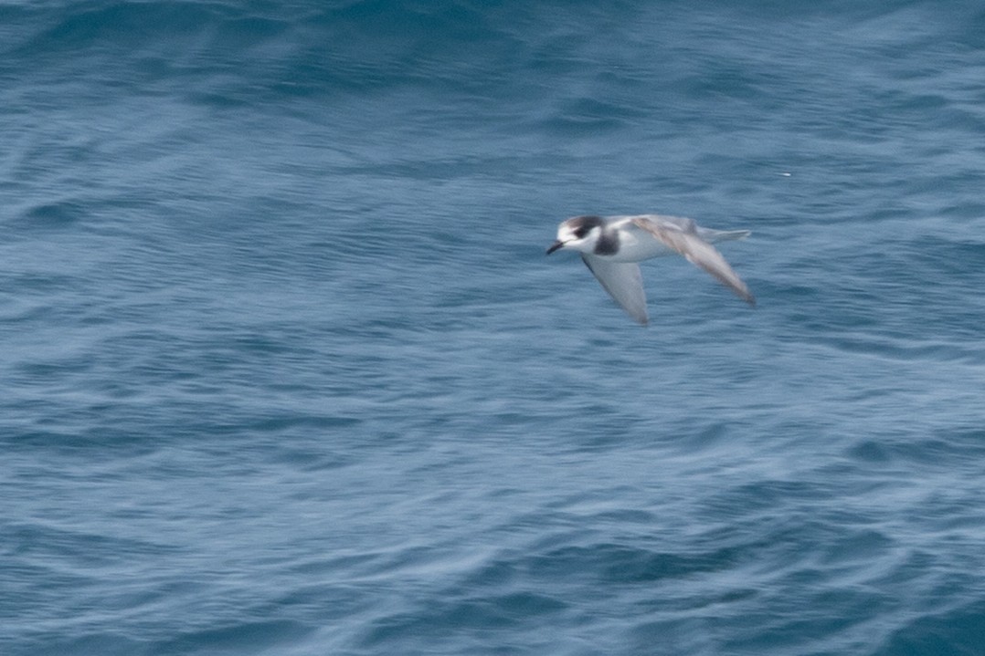 Голубой буревестник - ML645505647